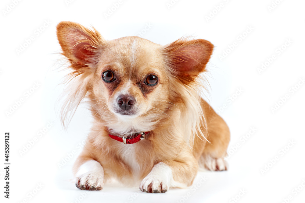 Chihuahua puppy isolated on white. Chihuahua dog