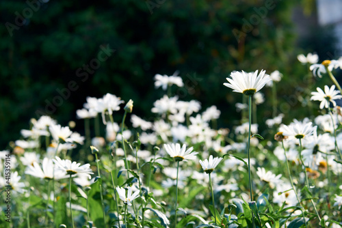 White beautiful daisies on a field in green grass in summer. Oxeye daisy, Leucanthemum vulgare, Daisies, Dox-eye, Common daisy, Dog daisy, Moon daisy. Gardening concept photo