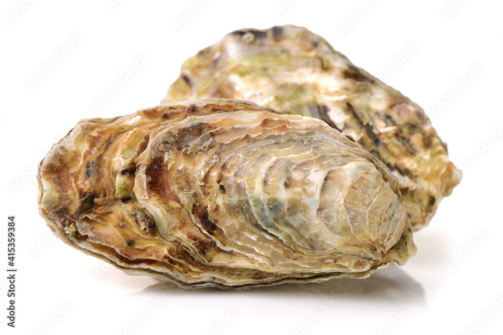 Fresh opened oyster on white background