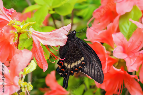 カラスアゲハ ミヤマカラスアゲハ　Chinese peacock Papilio dehaanii photo