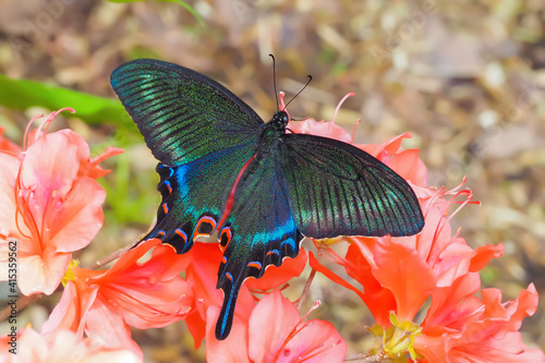 カラスアゲハ ミヤマカラスアゲハ　Chinese peacock Papilio dehaanii photo