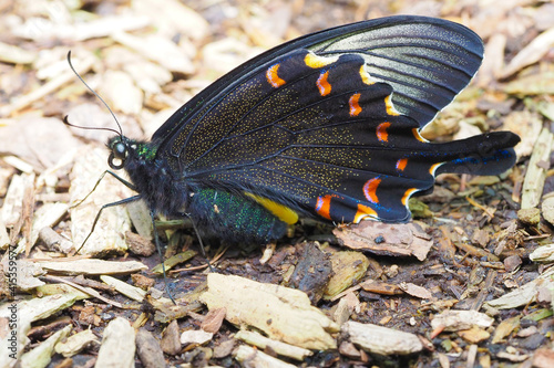 カラスアゲハ ミヤマカラスアゲハ　Chinese peacock Papilio dehaanii photo