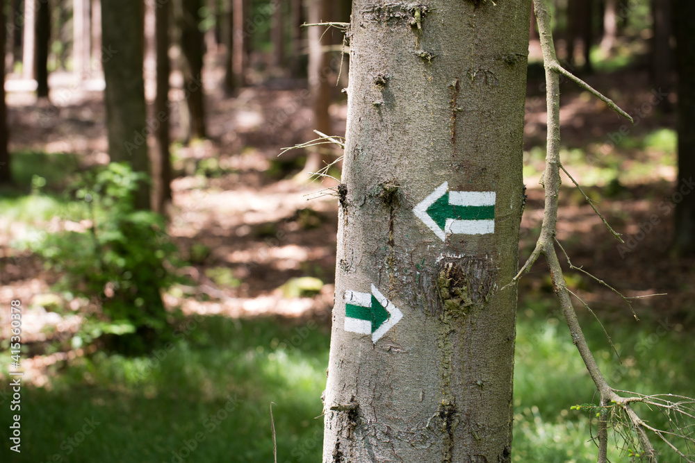 Green trail - arrows marking the trail are painted on a tree