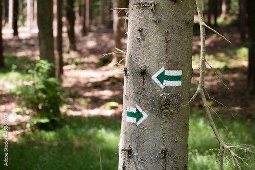 Obraz na płótnie Green trail - arrows marking the trail are painted on a tree w salonie