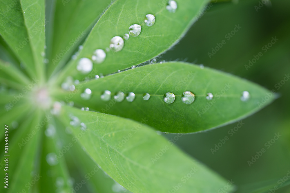 a drop of water on a lupine leaf