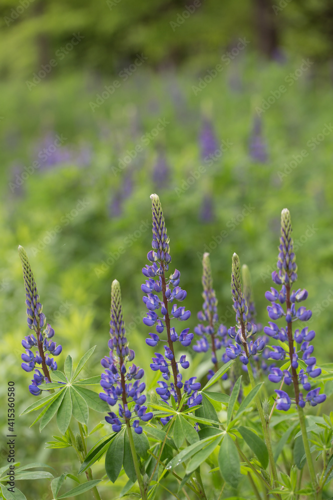 beautiful purple wild lupine flowers