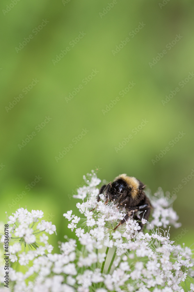 bee pollinating wild flowers in the forest