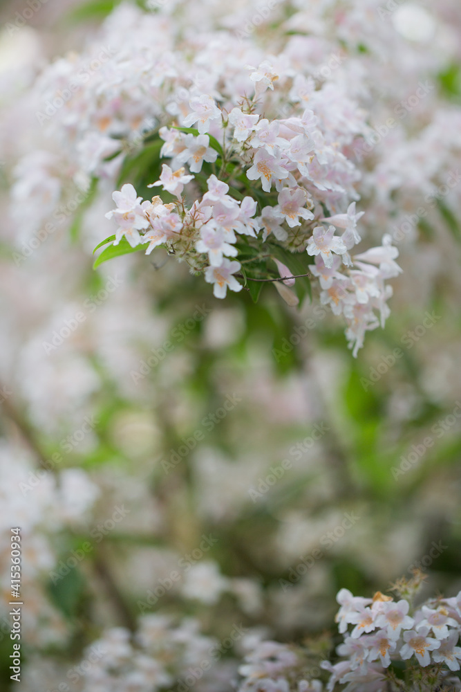 Jasminum Polyanthum Pink Jasmine Flowers