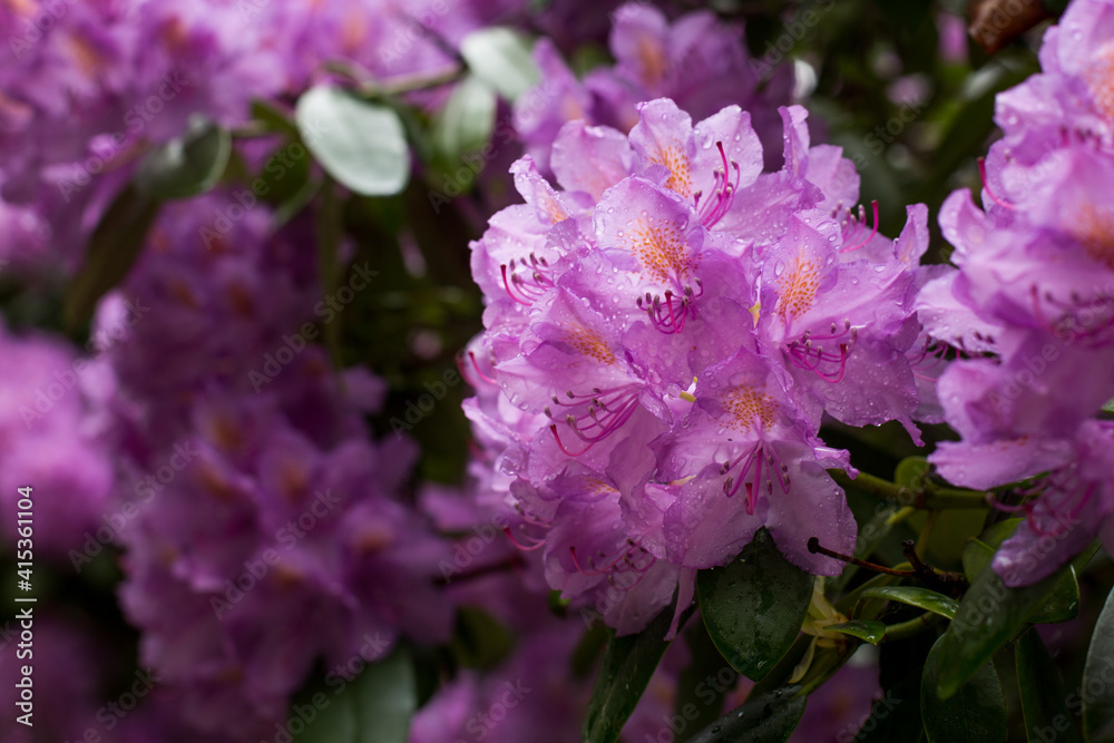 Pink rhododendron - a beautiful spring flower
