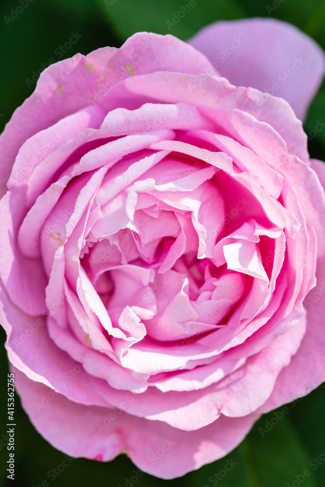 Flower macro Flower macro