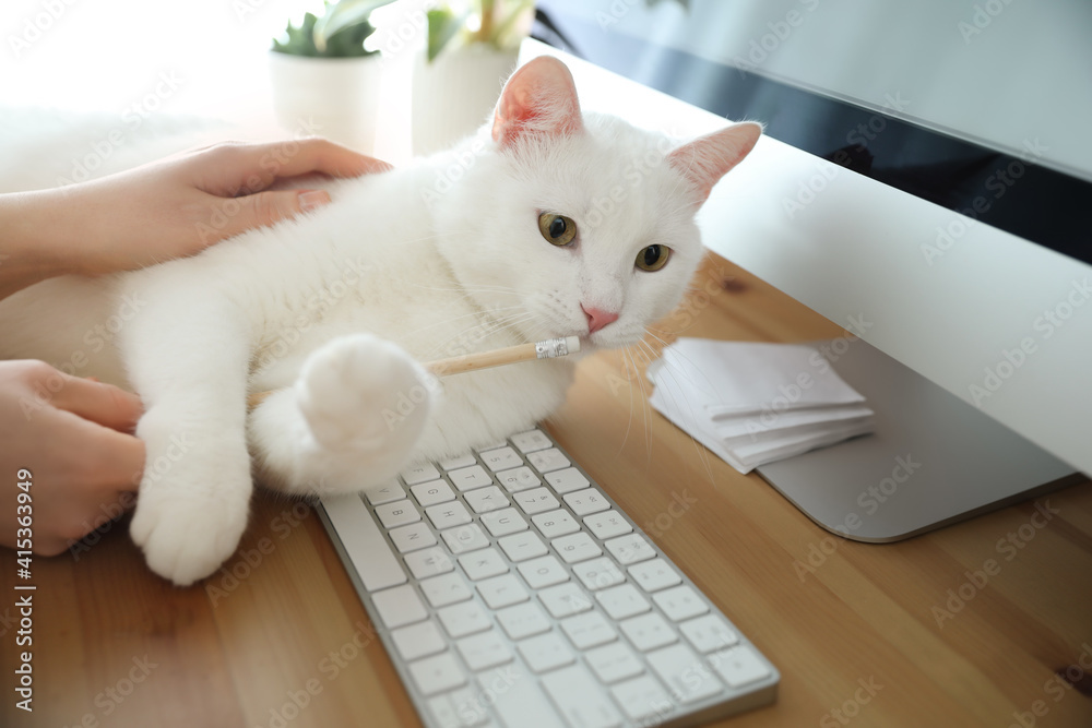 Adorable white cat lying on keyboard and distracting owner from work, closeup Adorable white cat lying on keyboard and distracting owner from work, closeup