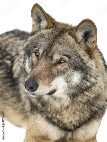portrait of gray wolf isolated on white background