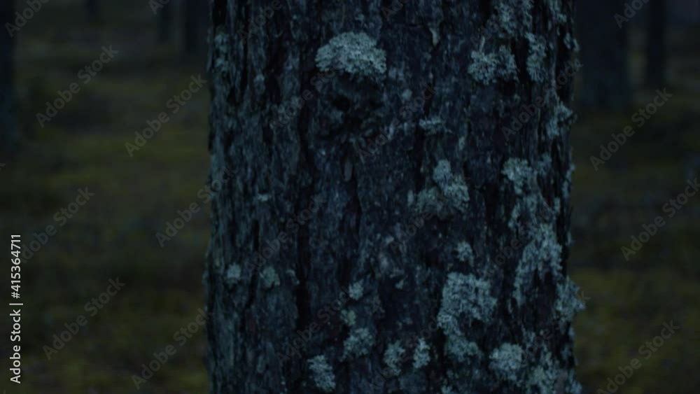 Autumn pine forest, one(first) tree in focus. Filmed with BlackMagic 4k RAW #2