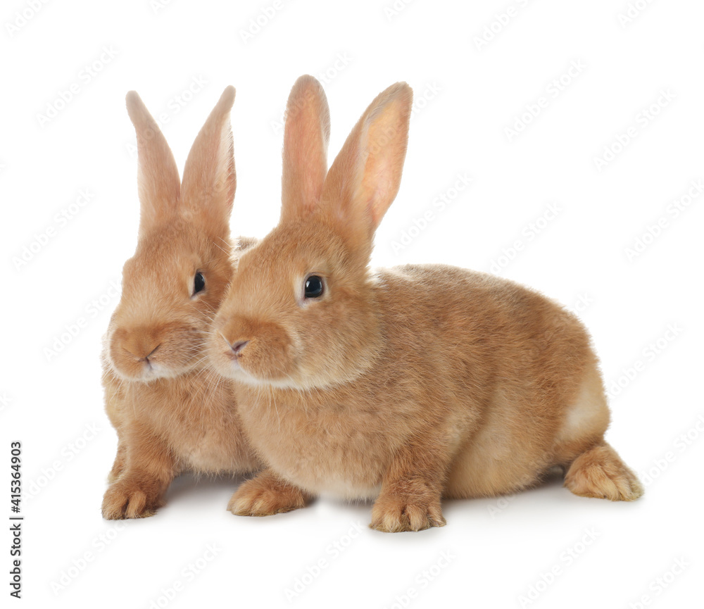 Cute bunnies isolated on white. Easter symbol Cute bunnies isolated on white. Easter symbol