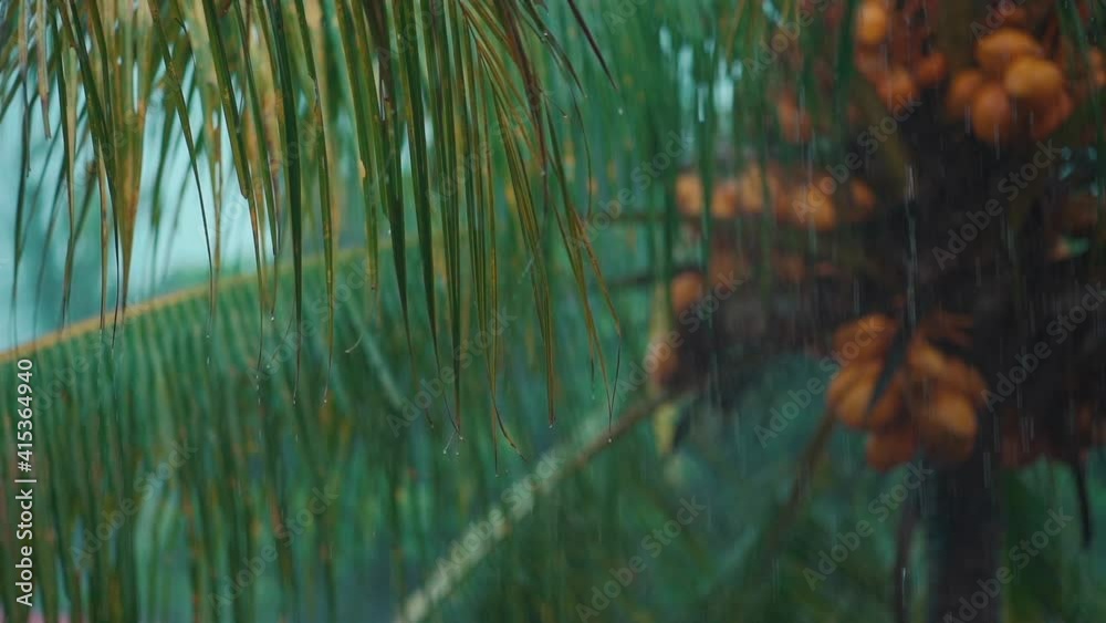 slow motion of rain falling on coconut tree or palm in rainforest at indonesia