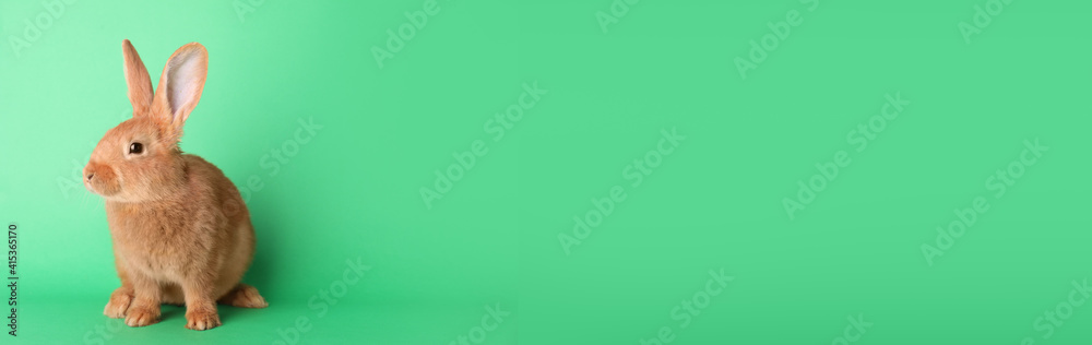 Cute bunny on green background, space for text. Easter symbol Cute bunny on green background, space for text. Easter symbol