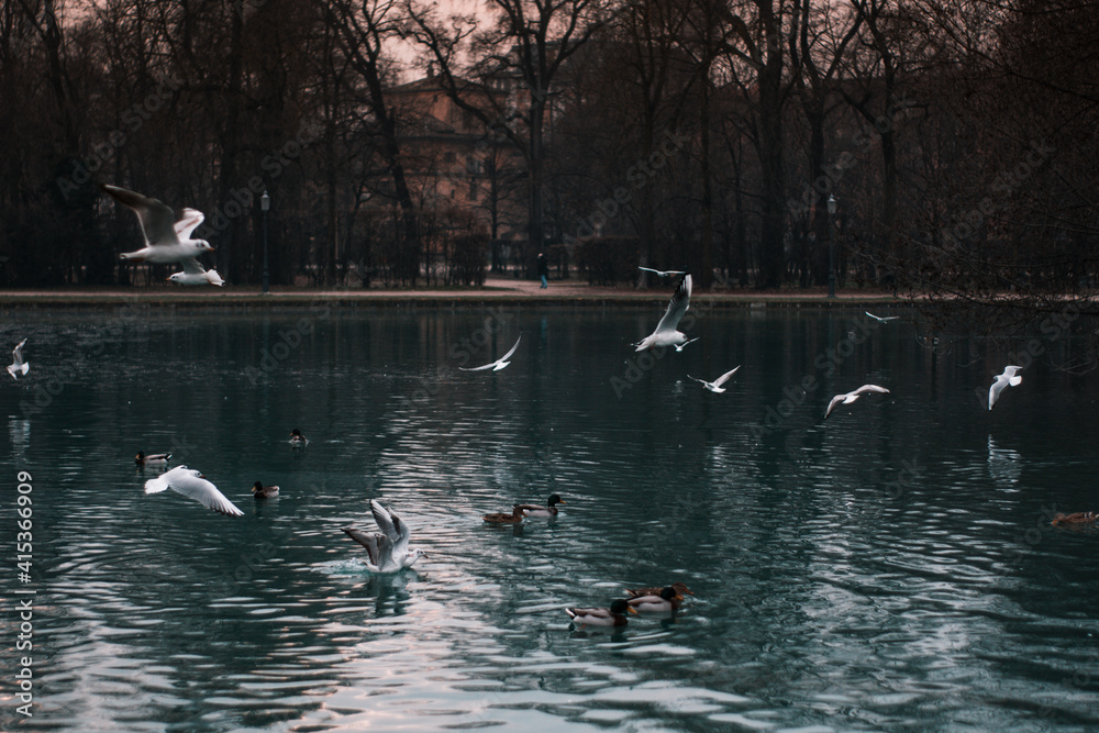 swans on the lake swans on the lake