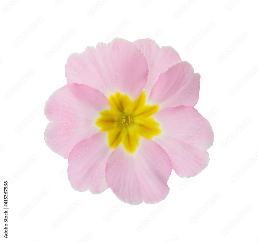 Fototapeta premium Beautiful pink primula (primrose) flower isolated on white. Spring blossom