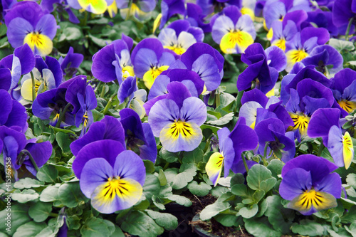 many blue violets in park  filling the picture