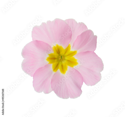Beautiful pink primula (primrose) flower isolated on white. Spring blossom