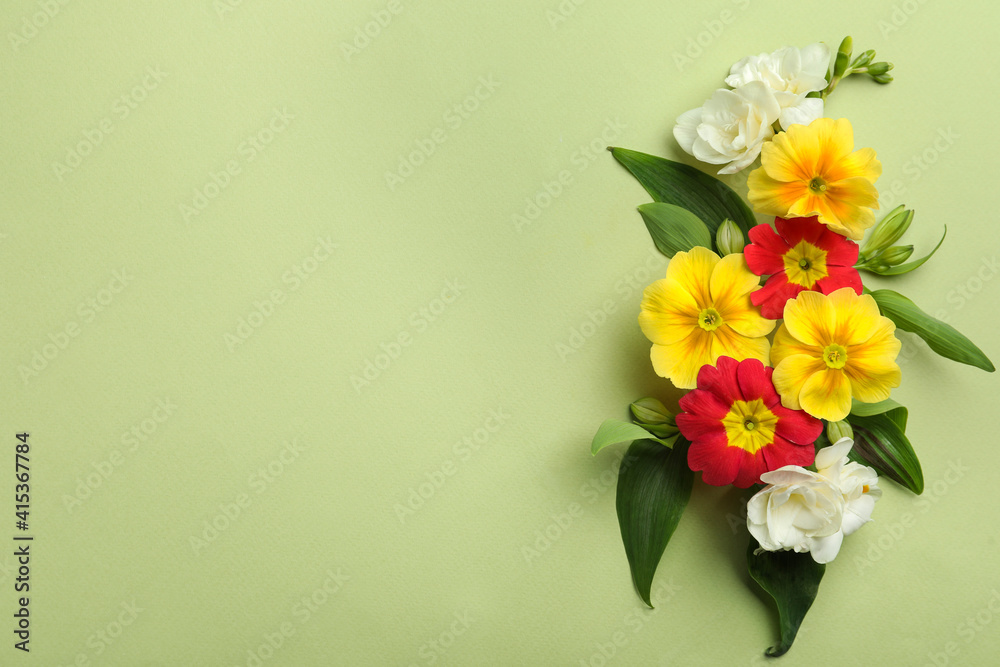 Primrose Primula Vulgaris flowers on green background, top view with space for text. Spring season