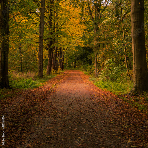 empty path in forest with autumn colors