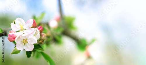 Natural spring background with blooming apple tree. Fresh landscape in the orchard. Gentle white and pink flowers on branch