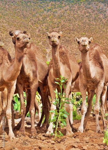 close-up young camels caravan on natural depasture