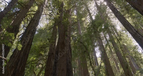 Low Angle Panning Shot of Redwood Trees Muir Woods in San Francisco CA