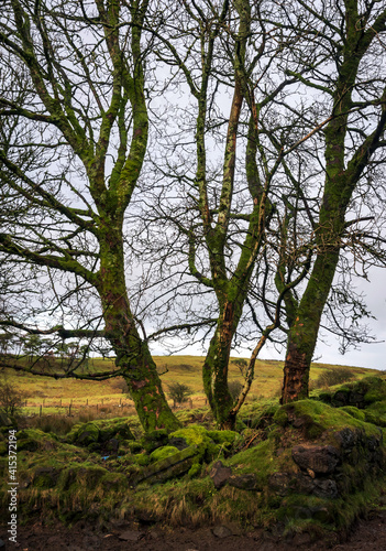 Three trees trunks , Johnstone, Renfrewshire, Scotland, UK