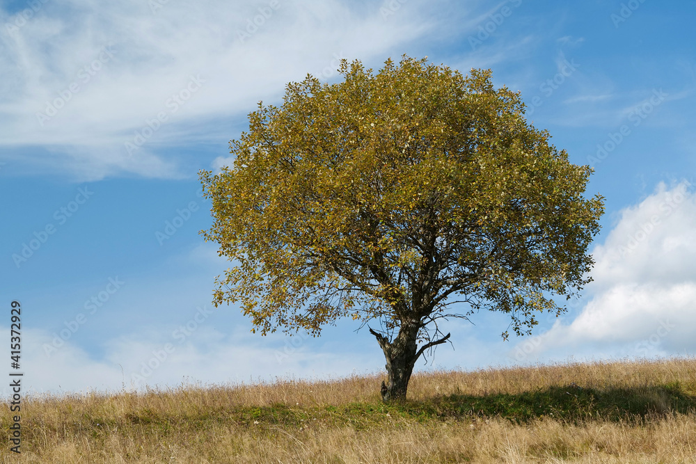 Fototapeta premium Lonely autumn tree and beautiful clouds