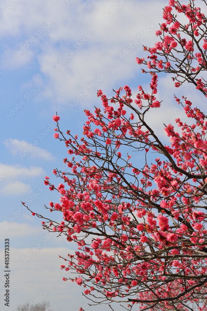 満開になったピンク色の梅の木