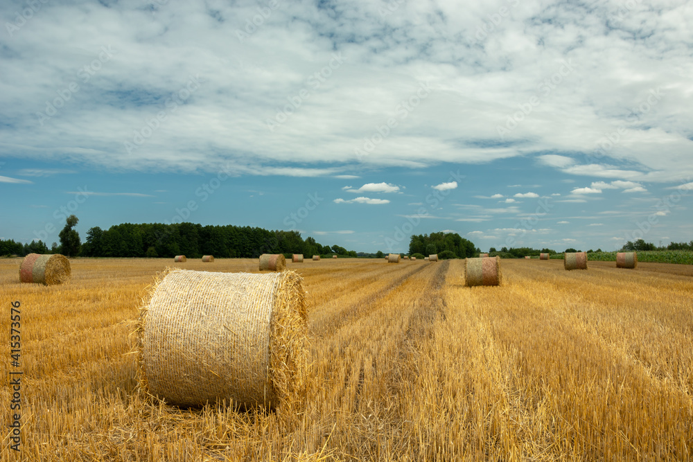 Round hay bales in the field and white cloud on the sky