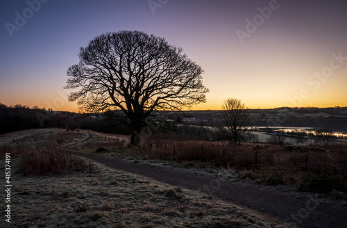 Tree, Parkhill Wood , Lochwinnoch, Renfrewshire, Scotland, UK photo