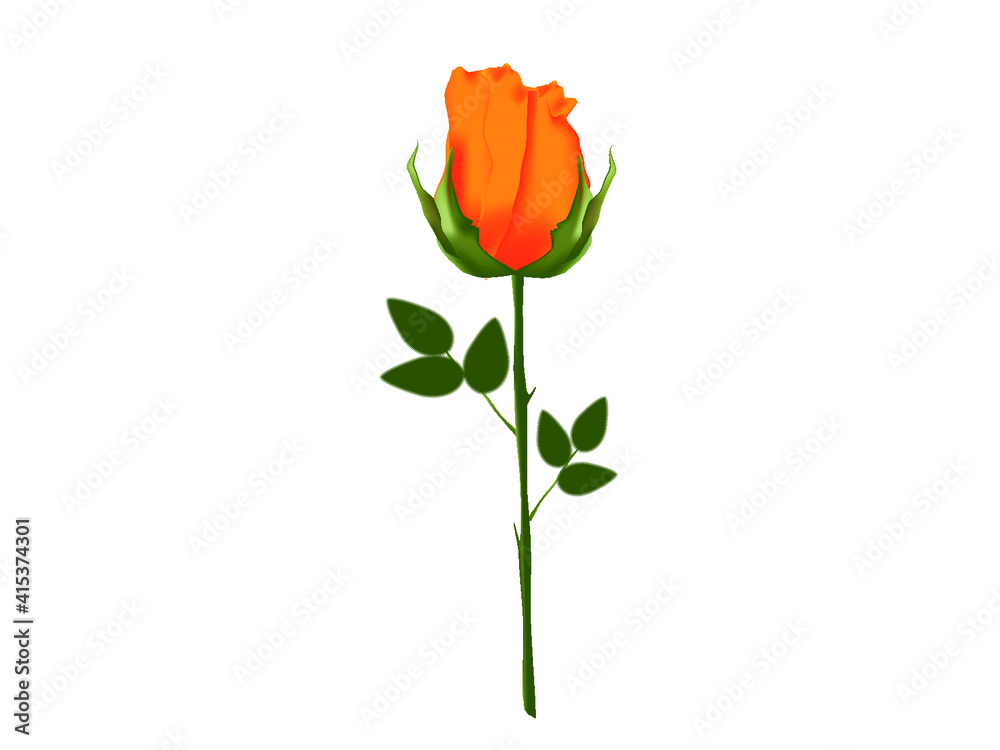Obraz premium rose