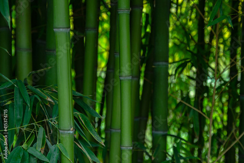 Fototapeta Naklejka Na Ścianę i Meble -  green bamboo forest background