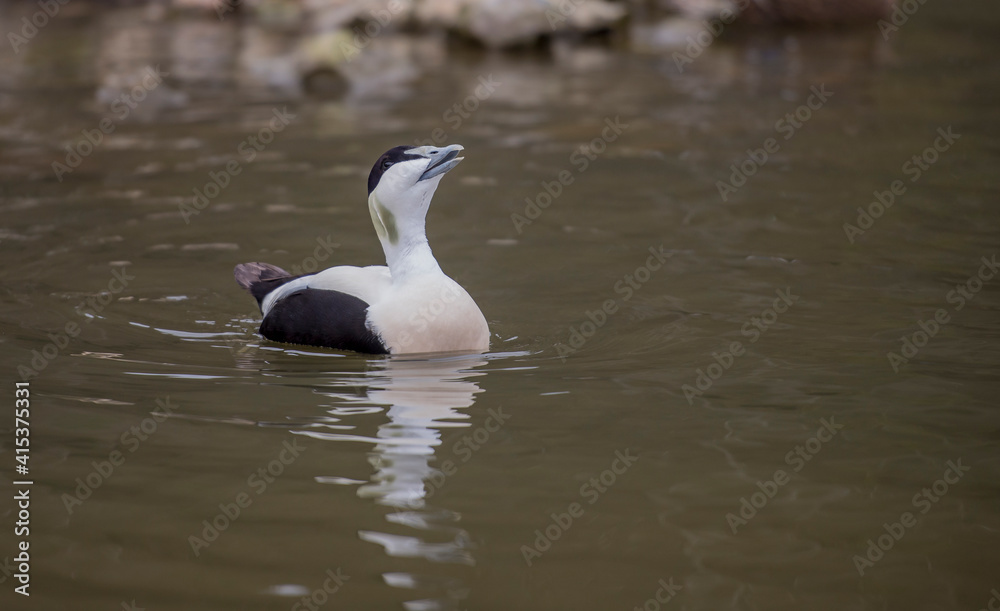 Male Eider duck  (Somateria mollissima)calling