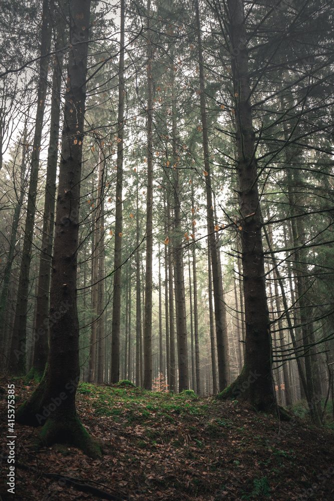 Fototapeta premium morning in the woods