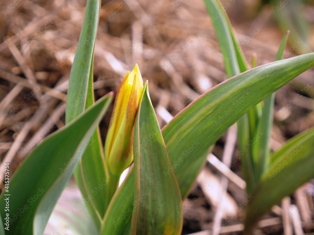 Obraz premium Yellow tulip blossomed in early spring in the garden, copy space, spring background