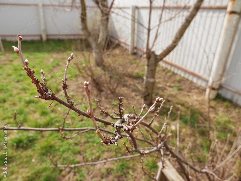 Swollen buds of currant bush, early spring background, copy space, selective focus Swollen buds of currant bush, early spring background, copy space, selective focus