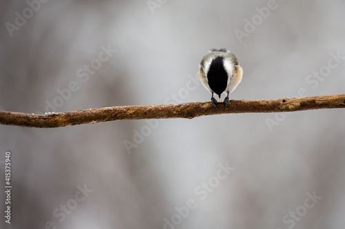 Black capped chickadee (Parus atricapillus) perched on a pine branch eating in Febrauary photo