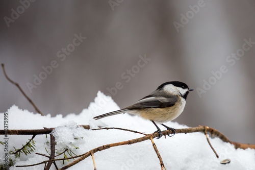 Black capped chickadee (Parus atricapillus) perched on a pine branch in March