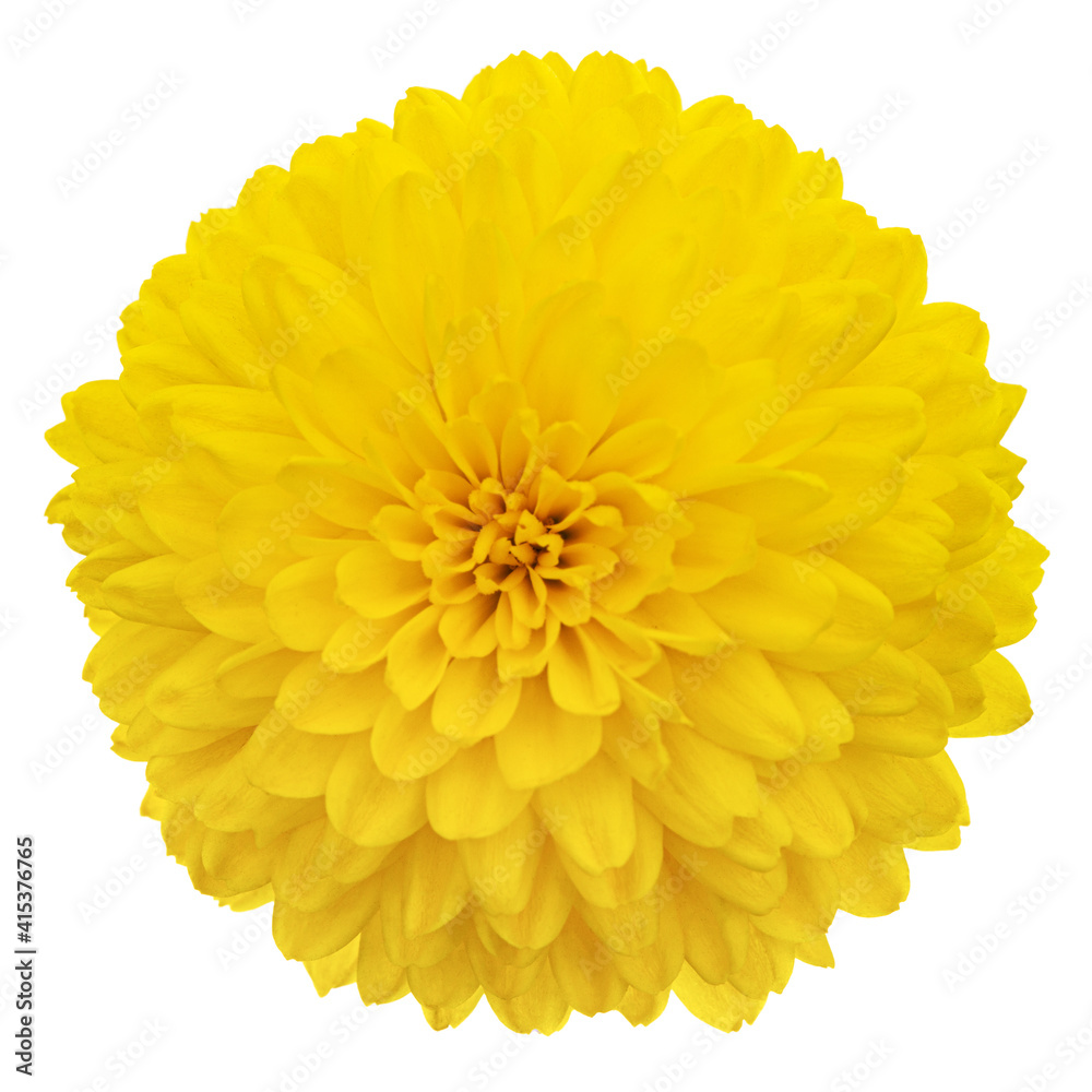 Yellow flowers of chrysanthemum, isolated on white background Yellow flowers of chrysanthemum, isolated on white background
