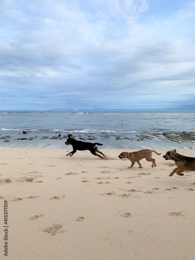 dogs on the beach dogs on the beach