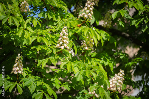 Aesculus hippocastanum, also called as buckeye and horse chestnut blossoming in the springime in Ukraine.