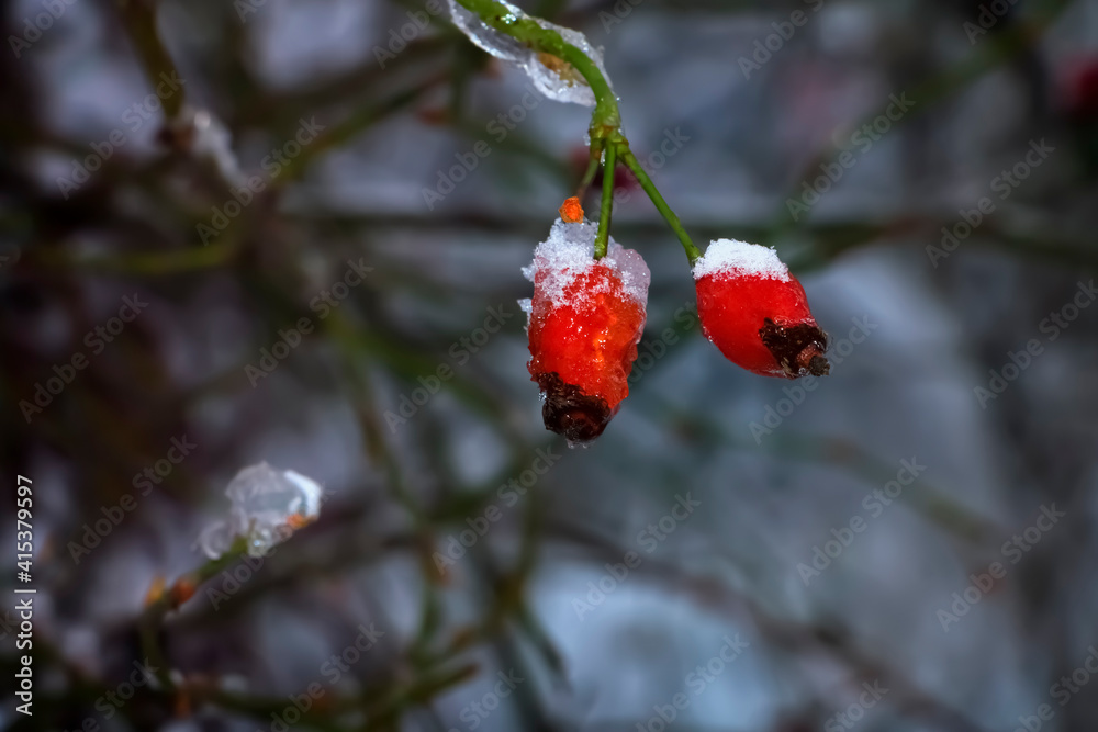 Fototapeta premium Frozen rose hips on a branch.