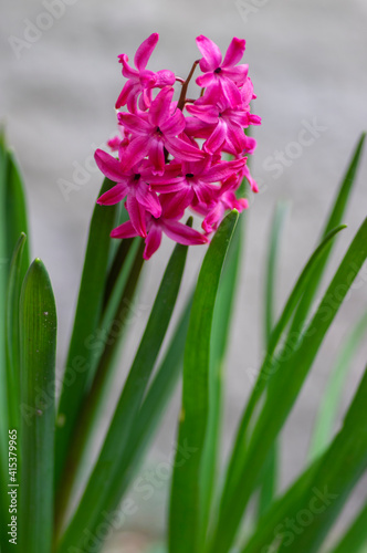 Hyacinthus orientalis ornamental beautiful springtime flowering plant  group of colorful bright flowers in bloom
