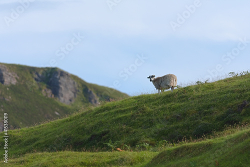 Lone sheep on the horizon looks back at the camera over lush grass