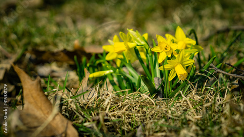 Daffodils on a spring meadow