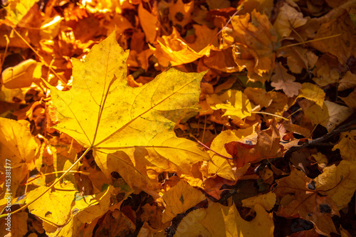 Close-up of a yellow maple leaf in the bright rays of the autumn sun